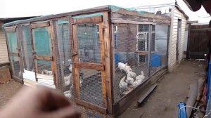8 октября, АЛЬБЕН для кур, расклëв.