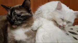 Леся и Сёма - Язык на грани стирания