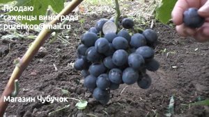 Виноград Сфинкс- очень раннего срока созревания, участок Пузенко Натальи Лариасовны