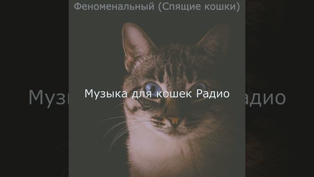 Впечатление (Расслабляющие кошки) смотреть онлайн