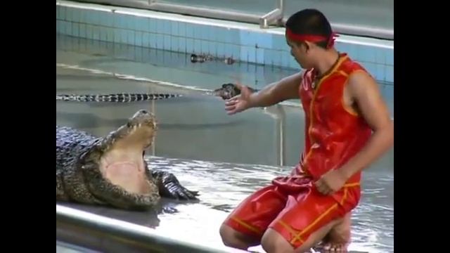 Голова человека в пасти крокодила. смотреть онлайн