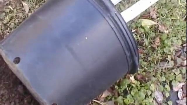 Planting a Red Haven Peach and Golden Delicious apple tree смотреть онлайн