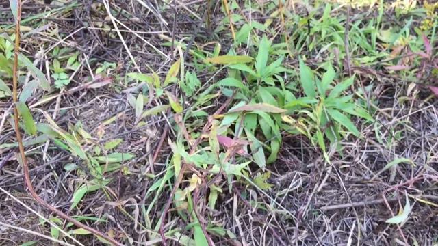 Орловское. Угадай кто в моем видео и получи от меня привет в следующем видео 👍😊😊 смотреть онлайн