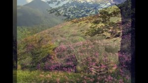 Весна в Карпатах / Carpathians spring