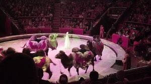 ВАУ ДРЕССИРОВАННЫЕ ВЕРБЛЮДЫ))))