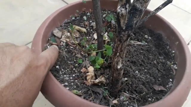 Tenha muitas FLORES na sua Primavera com esse ADUBO (15 dias) смотреть онлайн