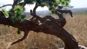 Кедр, обзор искусственного бонсай / Bonsay Pine