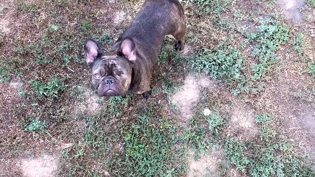 я купил ЕГО проводим ИСПЫТАНИЯ и РЕШИМ ЛИ проблему в доме на ЮГЕ / МАСЯ выпросила нашу ГРУШУ смотреть онлайн