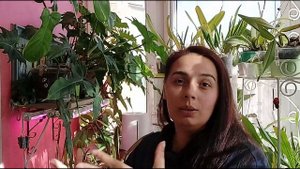 Филодендроны: хитрости