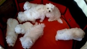 Мальтезе щенки на выбор