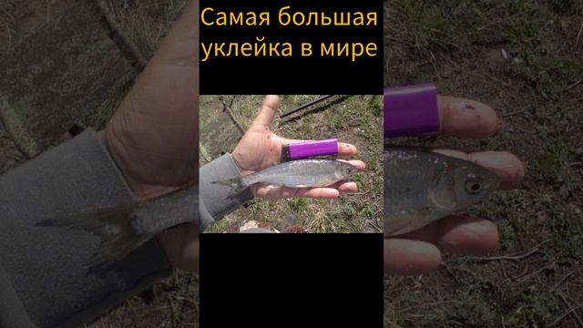 самая большая уклейка в мире #рыбалка #fish