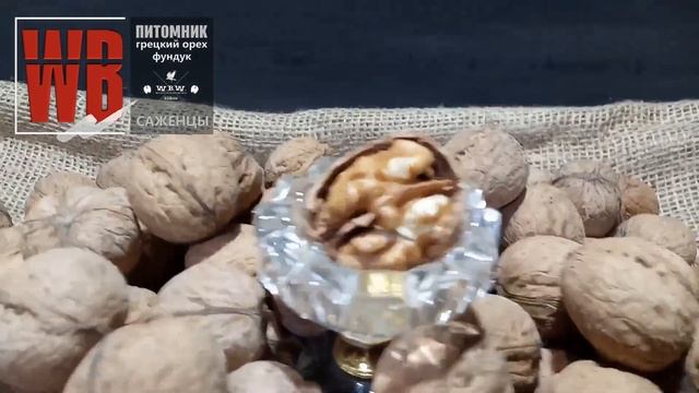 Орехи Кочерженко и Иван Багряный плодоносят на Первый год. Walnuts Broker #ГрецкийОрехКочерженко