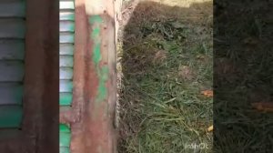 Нива ск 5м1 снимаем грохот.звездочки и щитки барабана на кукурузу и подсолнечник.