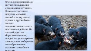 тасманийский дьявол.wmv