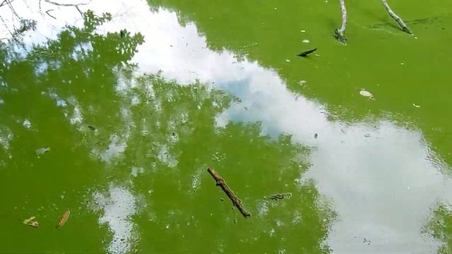 Железна студенка - прогулка в самом большом парке Братиславы | часть #1 смотреть онлайн