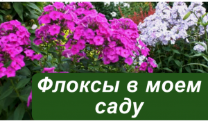 Флоксы в моем саду