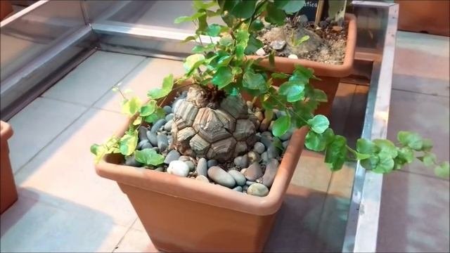 Коллекция суккулентов ботанического сада МГУ