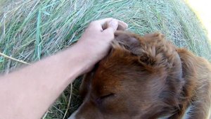 Метис питбуль с алабай, щенку чуть больше годика!