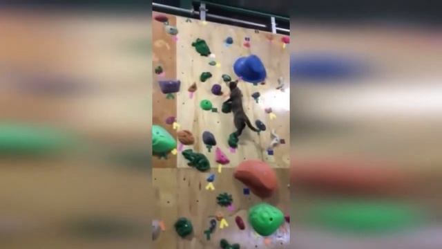 Лучшие приколы 2018 Смотреть всем Часть 2 Top Funny 2018 View All Part 2 смотреть онлайн