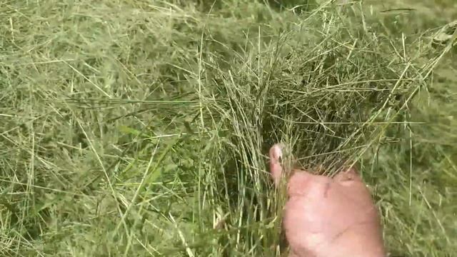 ЛАСТОЧКИНО ГНЕЗДО/ОБРАБОТАЛИ РАСТЕНИЯ/КАЖЕТСЯ ПОДРОСЛИ/ смотреть онлайн