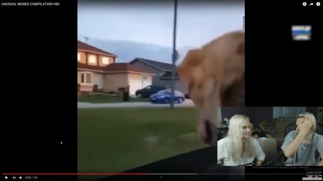 Реакция Modestal на UNUSUAL MEMES COMPILATION V80 смотреть онлайн