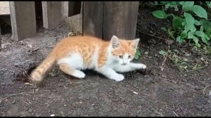Жук-олень против котенка