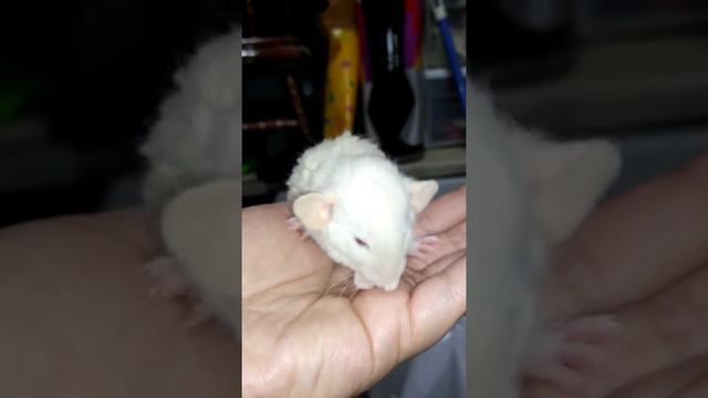 Cute Himalayan Dumbo Rex Rat