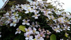 銳眼看世界－－Clematis florida鐵線蓮 粉色