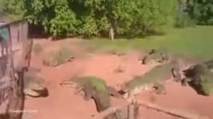 Крокодил напал на крокодила во время кормления в зоопарке