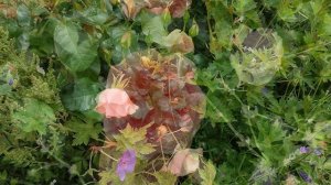 Роза Джет Сэт в Подмосковье