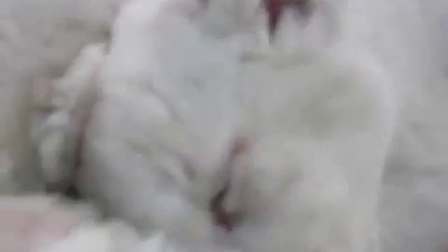 ЛЬвиная Новость № 13. Белые малыши подрастают смотреть онлайн