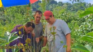 Harvesting my Hibiscus Taiwan from Bonsai Nursery