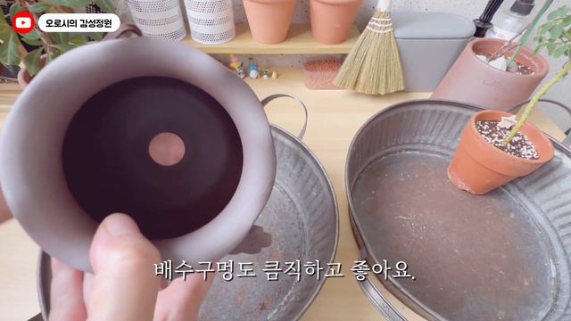 베란다정원에서 사랑초 이쁘게 보는 방법 | 제라늄과 함께 사랑초 키우기 도전 | feat. 수제토분 마마스스튜디어 | red leaf oxalis [오로시의 감성정원] смотреть онлайн