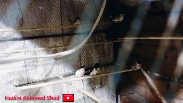 রাজশাহীতে নতুন একটি পাখির বিশাল খামার | Finch Birds Aviary In BD | Java Birds Aviary BD | Budgies | смотреть онлайн