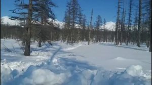 Белый медведь  Магаданская область  Омсукчанский район