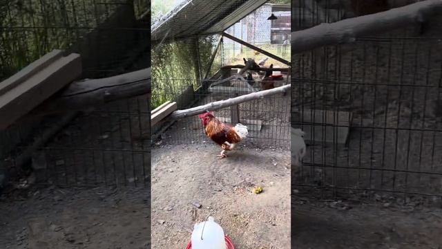 New coops are ready Новые домики построены смотреть онлайн