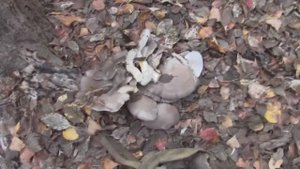 Сбор грибов (вешенки в ноябре)