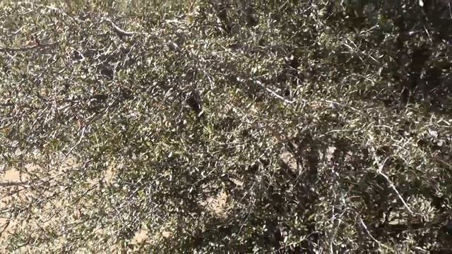 Mary Baird & Private Banker Ocala Horse Trials 2013 смотреть онлайн