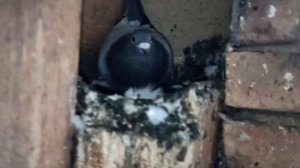 ПОЧТОВЫЕ ГОЛУБИ ?️?️. КАКИЕ ОСТАВИЛ НА ПЛЕМЯ.