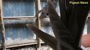 Редкие Голуби Баку