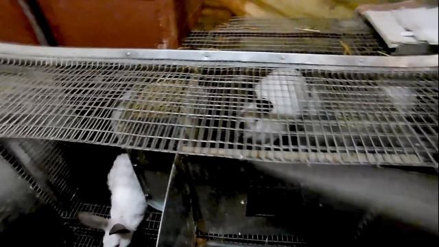 Маточники для промышленных клеток для кроликов смотреть онлайн