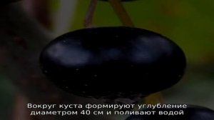 Чем хорош сорт смородины Чаровница и как правильно его выращивать