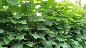 Живая изгородь из липы - летняя стрижка 01.07.21