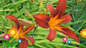 Лилейник гибридный Сэмми Расселл. Краткий обзор, описание hemerocallis hybrida Sammy Russell