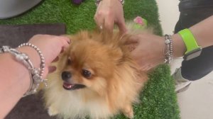 Подарила собакам 5000 руб. ? Прогулка с двумя собаками ? ?