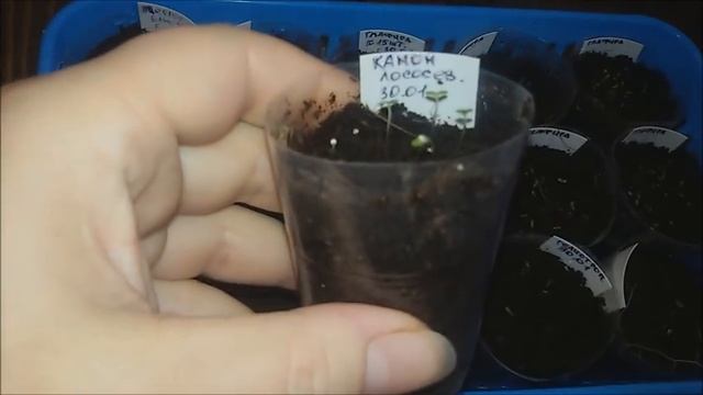 Всходы петунии. Калибрахоа. Уход за всходами. смотреть онлайн