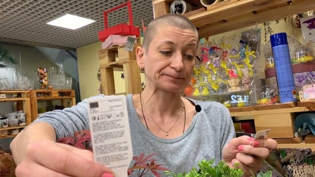 Бонсай | Восточное искусство карликовых садов | Карликовые деревья
