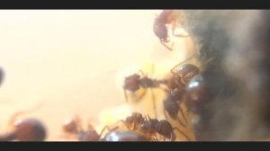 Acanthomyrmex glabfemoralis | Акантомирмекс глабфеморалис | муравьи гномы содержание и уход
