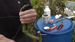 Прививка дерева авокадо.