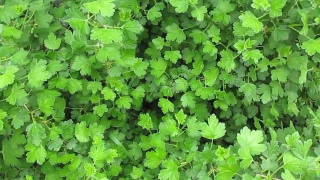 Огнёвка может погубить урожай крыжовника.Обязательно проводим обработку.17.05.2020 смотреть онлайн